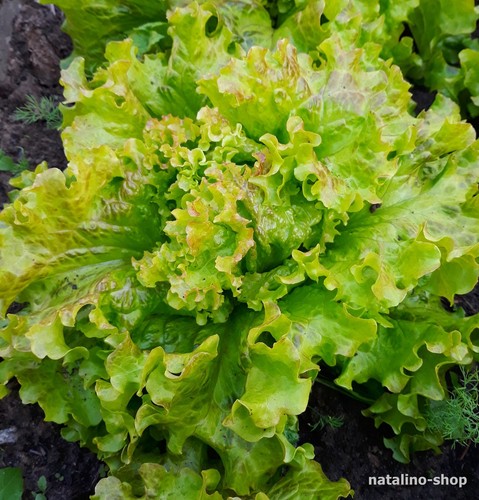 Winterkopfsalat saint - winterkopfsalat, *saint