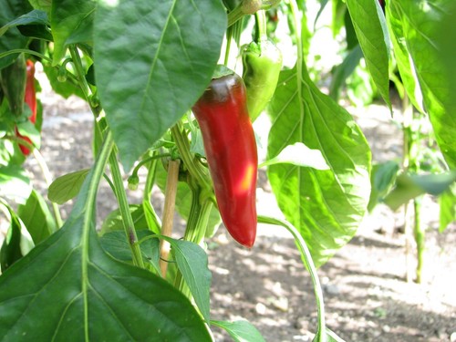Gorria mittelscharfe chili - mittelscharfe,