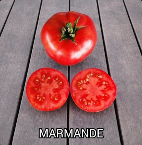 Tomatensamen marmande 15 - tomatensamen,