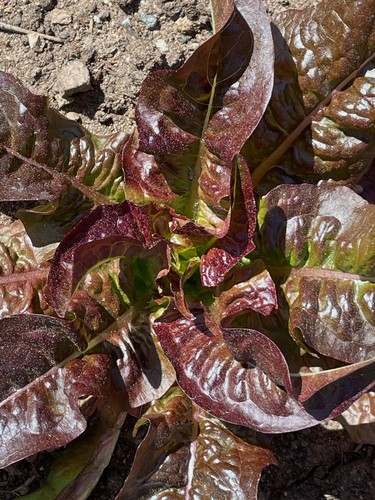 Teufelsohren salat roter - teufelsohren,